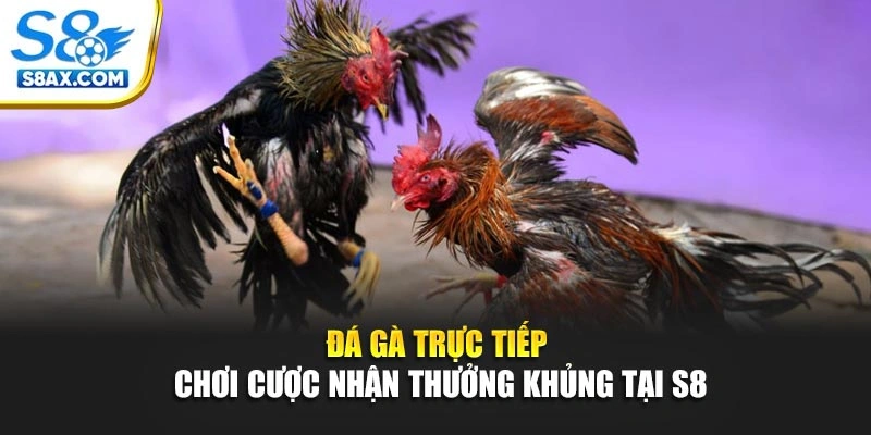 Đá Gà Trực Tiếp - Chơi Cược Nhận Thưởng Khủng Tại S8
